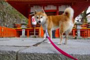 天楹股票股价_000931中关村